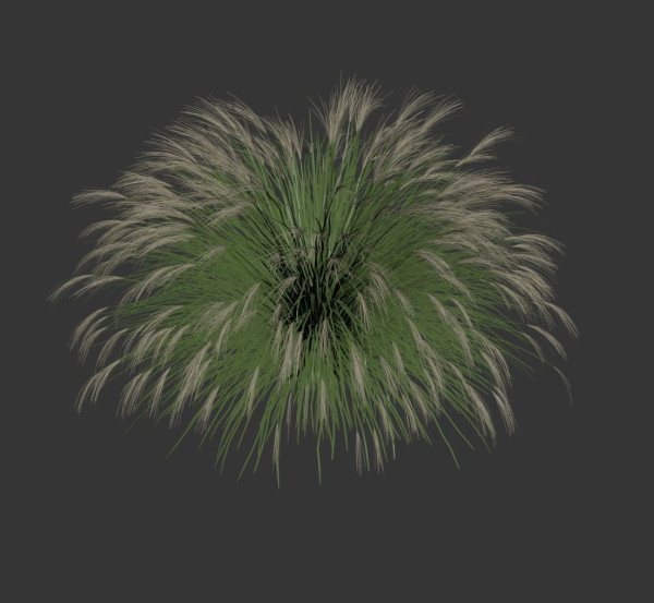 Miscanthus Sinensis