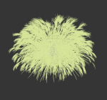 Miscanthus Sinensis