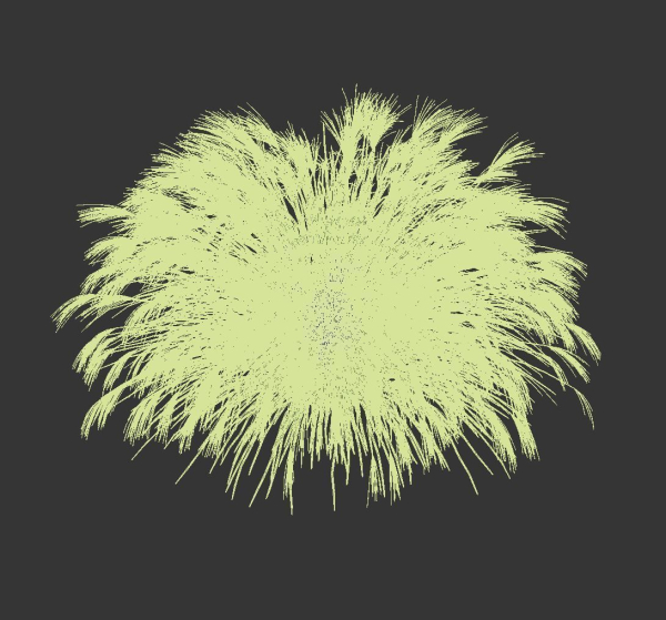 Miscanthus Sinensis