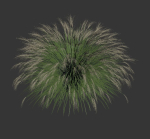 Miscanthus Sinensis