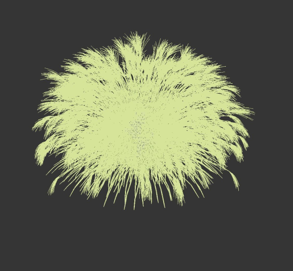 Miscanthus Sinensis