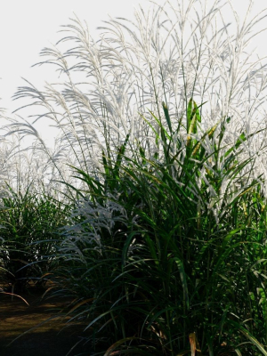 miscanthus-sinensis-a-3d-model-14d711c0b9