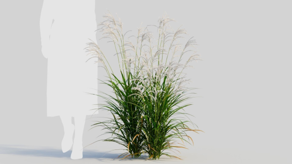 Miscanthus sinensis a