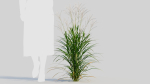 Miscanthus sinensis a