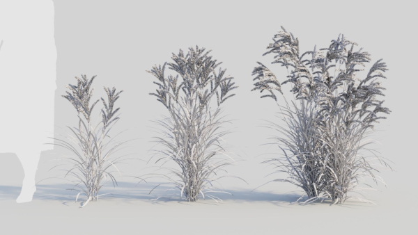 Miscanthus sinensis a