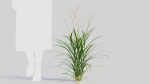 Miscanthus sinensis a