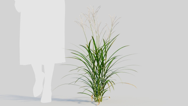 Miscanthus sinensis a