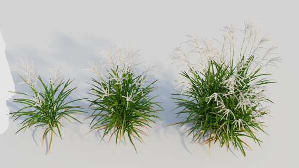 Miscanthus sinensis a