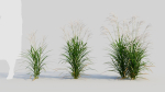 Miscanthus sinensis a