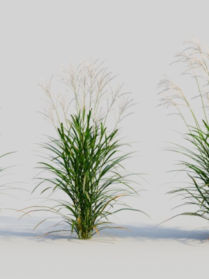 Miscanthus sinensis a