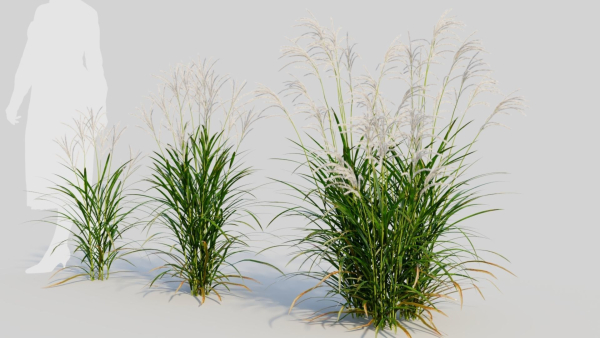 Miscanthus sinensis a