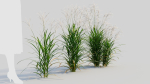 Miscanthus sinensis a