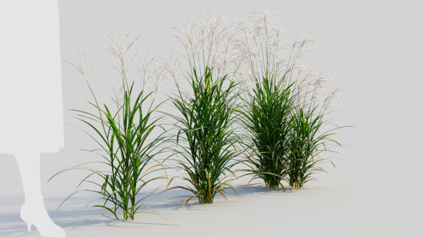 Miscanthus sinensis a