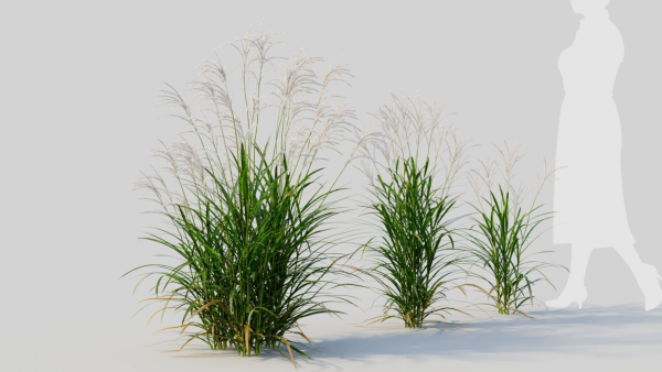 Miscanthus sinensis a
