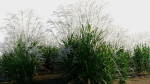 Miscanthus sinensis b