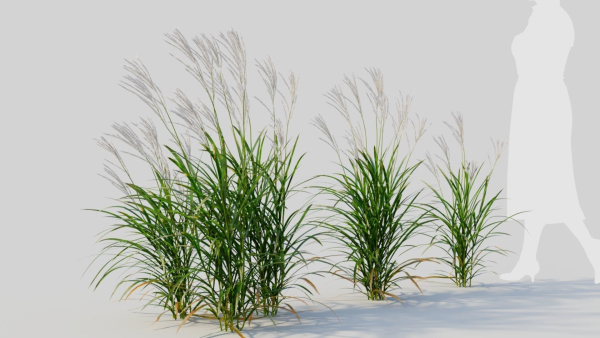 Miscanthus sinensis b
