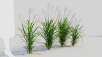 Miscanthus sinensis b