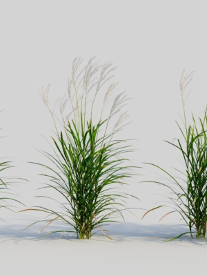 Miscanthus sinensis b