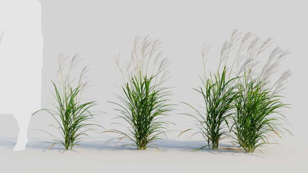 Miscanthus sinensis b