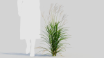 Miscanthus sinensis b