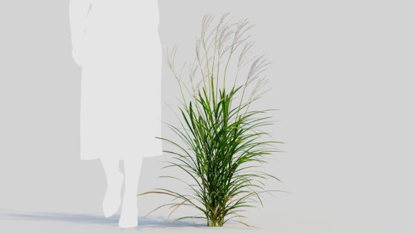 Miscanthus sinensis b