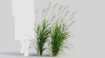 Miscanthus sinensis b
