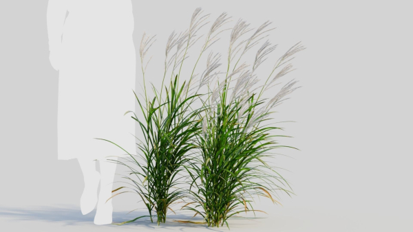 Miscanthus sinensis b