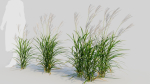 Miscanthus sinensis b