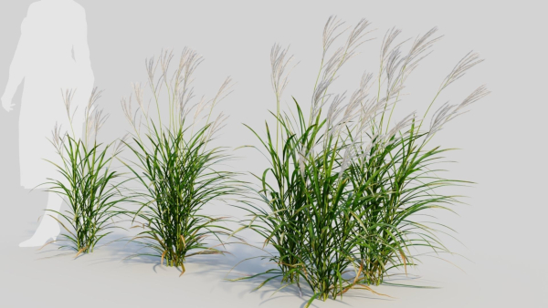Miscanthus sinensis b