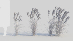 Miscanthus sinensis b