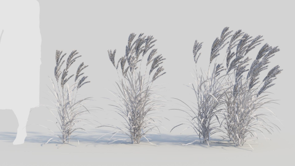 Miscanthus sinensis b