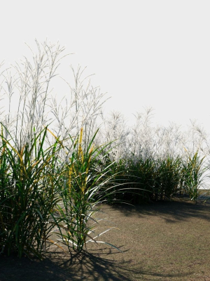 miscanthus-sinensis-b-3d-model-e1f236c06d