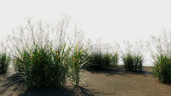 Miscanthus sinensis b