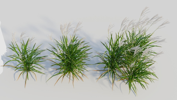 Miscanthus sinensis b
