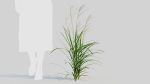 Miscanthus sinensis b