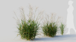 Miscanthus sinensis c