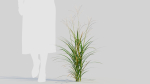 Miscanthus sinensis c