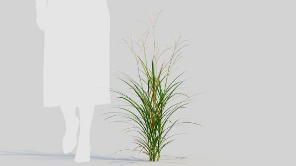 Miscanthus sinensis c