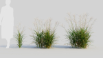 Miscanthus sinensis c