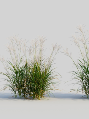 miscanthus-sinensis-c-3d-model-4dc0a8d054