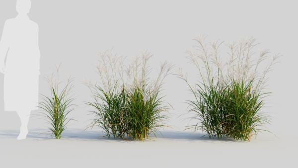 Miscanthus sinensis c