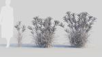 Miscanthus sinensis c