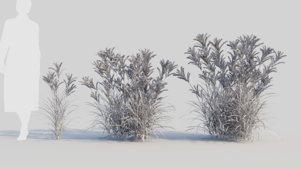 Miscanthus sinensis c