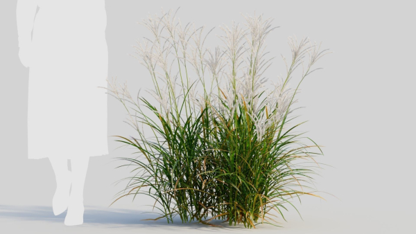 Miscanthus sinensis c