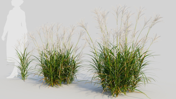 Miscanthus sinensis c