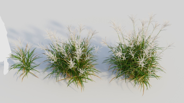 Miscanthus sinensis c