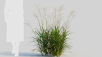 Miscanthus sinensis c