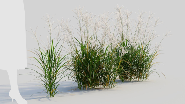 Miscanthus sinensis c