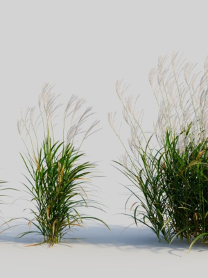 miscanthus-sinensis-d-3d-model-28de409fe2