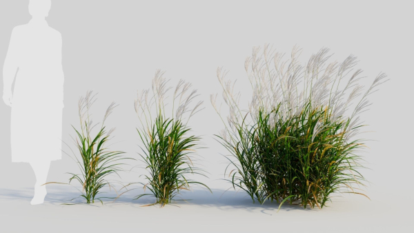 Miscanthus sinensis d